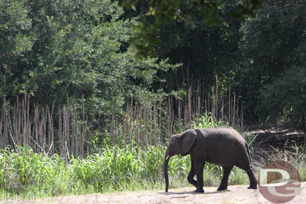 Back on the move again.  A young elephant