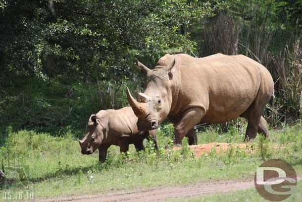 A much better shot of the baby rhino this trip around.