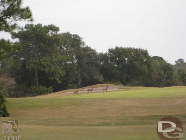 Some deer wandering across the fairway.