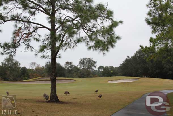 Always fun to try and scare away the turkeys before you hit... in an effort to not hit any of them with my shot.