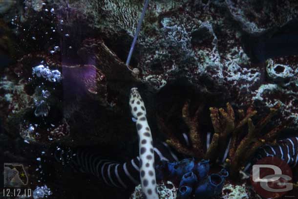 Another type of eel that they feed directly, not in the tubes.