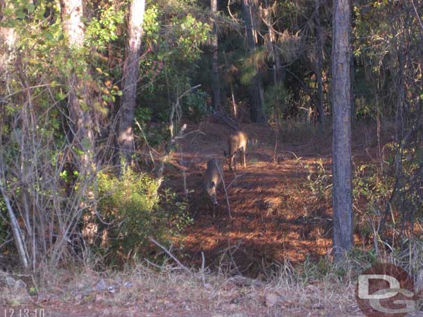 Did spot some deer along the fairway in the woods.