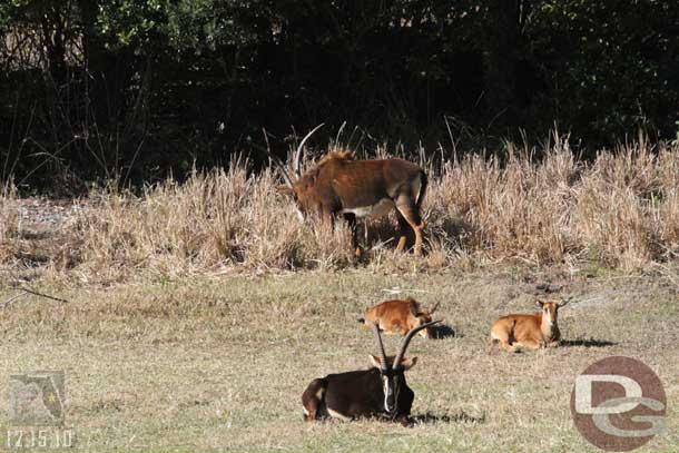 Out on the large savanna