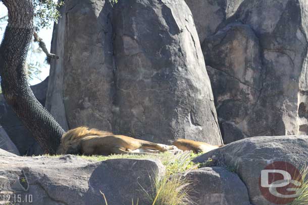 No signs of life from the lions.