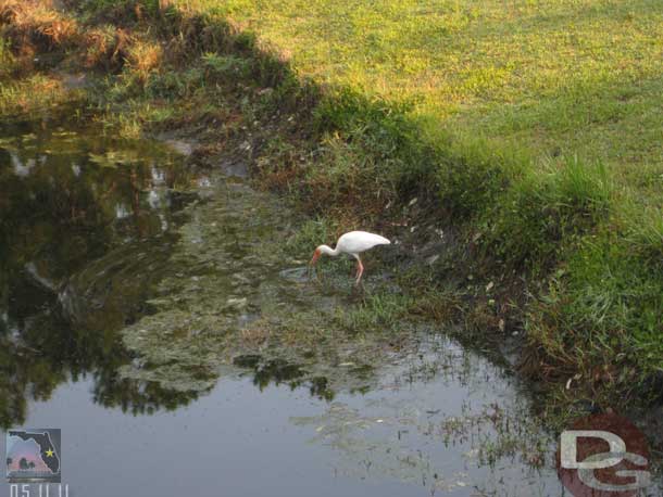 We did not see much in the way of wild life this round, just some birds.