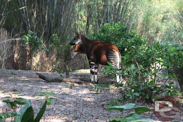 Then we walked through the first portion of the Pangani trail.  Paused to check out the Okapis, there were two out.