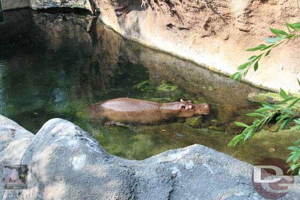 A hippo below.