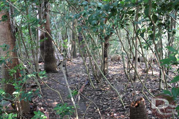 A look ahead, you can just barely make out the trail through the forest.