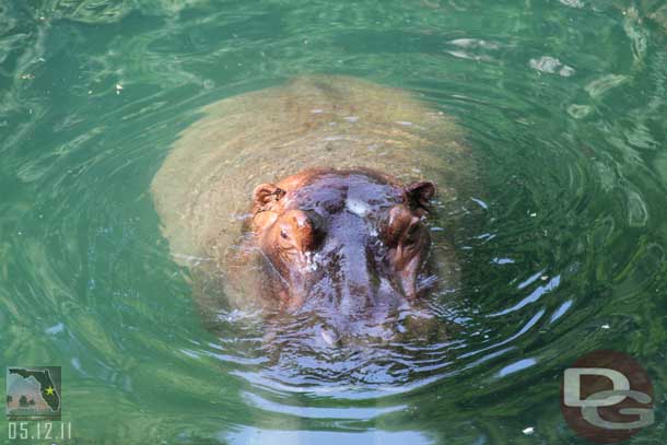 They called a hippo over for us to see by banging a bucket and throwing some food in the water.  Eventually two made there way over and were right below us.