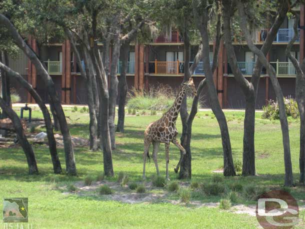 A random shot from the Animal Kingdom Lodge where they went for lunch.