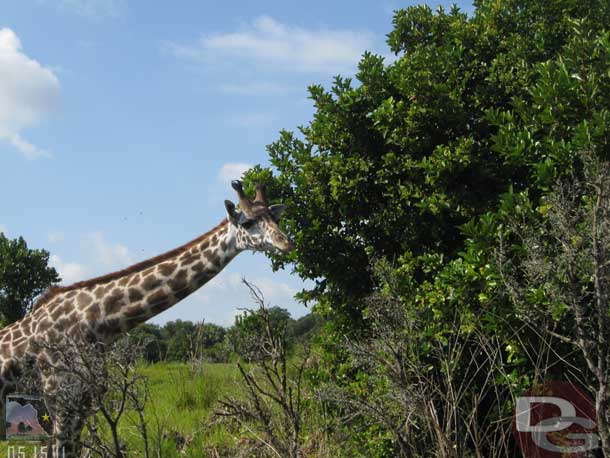 A random Safari shot.