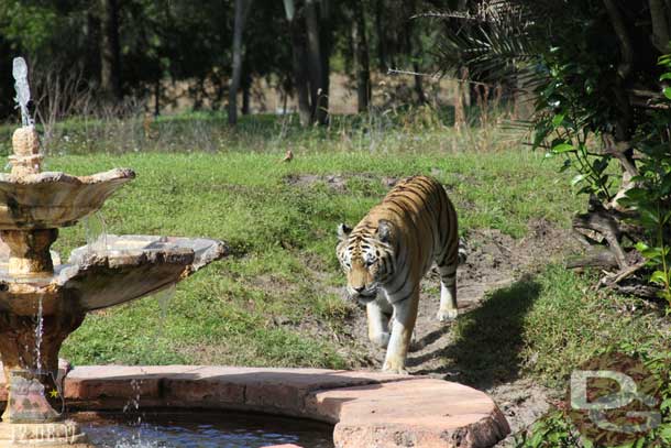 The tigers were fairly active.