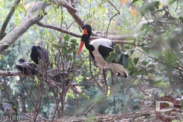 Some shots from the regular Safari (if you wanted to see shots from the trek visit my trip report from May).