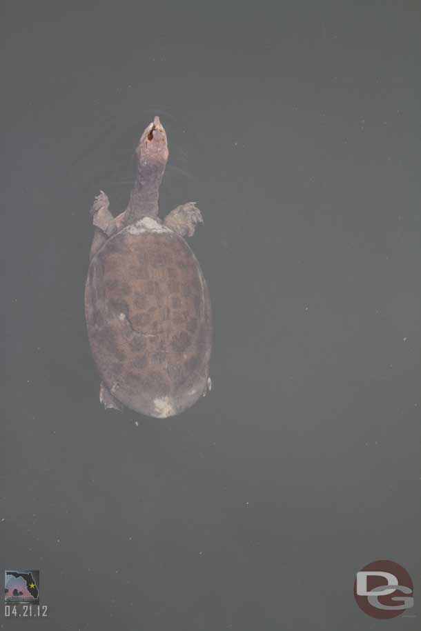 A turtle swimming along.