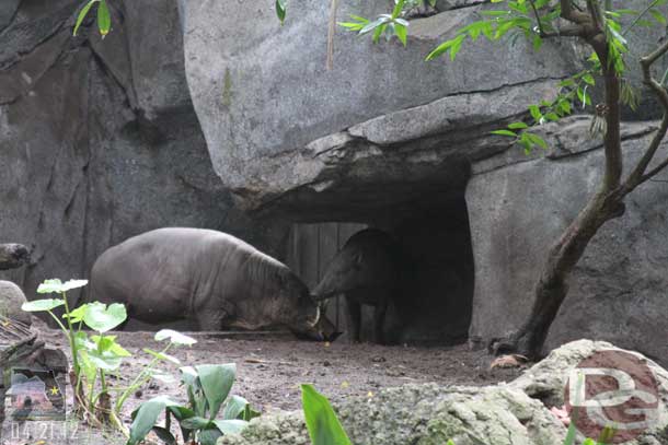 The Babirusas were moving about as I walked through the Oasis area.