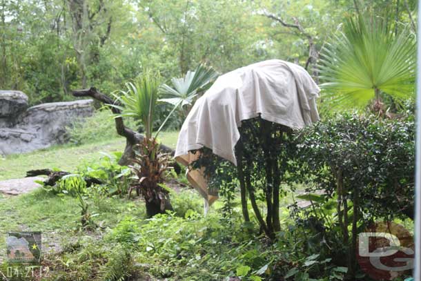 Blankets on the trees in the family troop area.. assuming the animal care team put them there to give the gorillas something to play with.