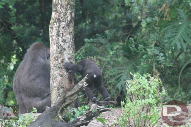 The baby was in a playful mood. Here looking around the tree.