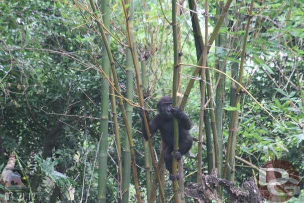 The baby was climbing the bamboo again.