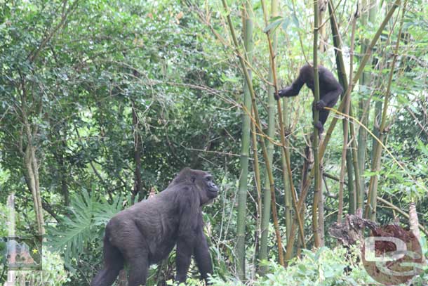 This time one came over, assuming it was mom, and gave a look and all of a sudden the baby climbed out of the tree and stayed on the ground.