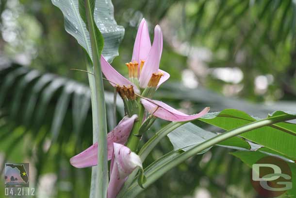 A random flower shot on the way out.