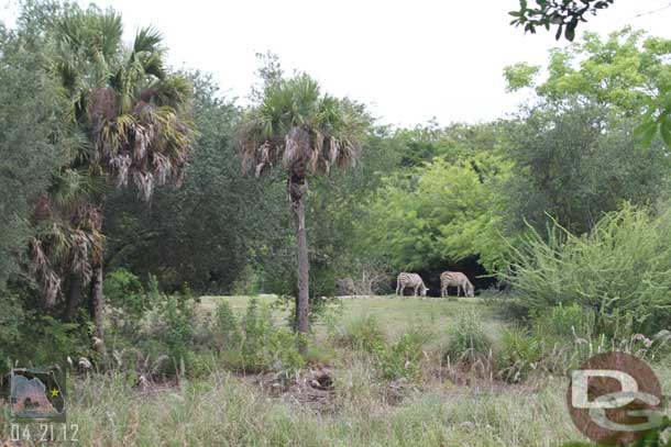 The Zebras were out.