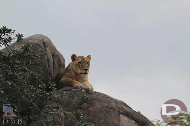 The lioness high atop the kopies