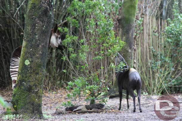 Walked through Pangani Forest.