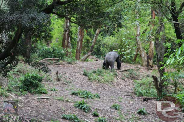 Next up the Gorillas. Not a lot of activity this morning.