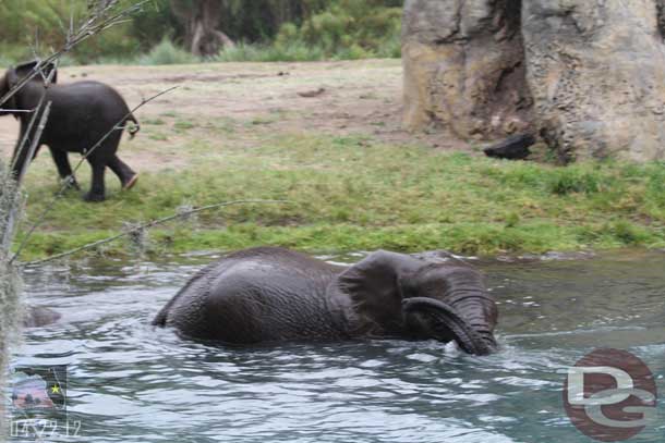 Seems the rain did not matter, a couple of the elephants still wanted to play in the water.