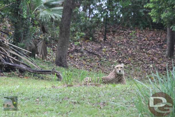 A decent cheetah picture.