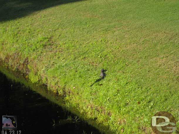 After hitting my tee shot on number seven looked down and spotted this young alligator on the bank.