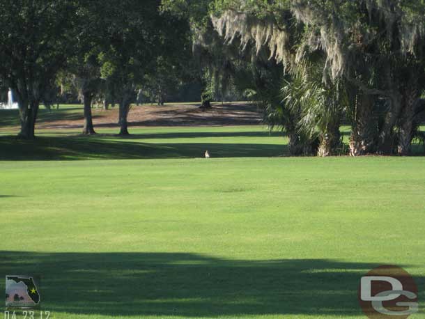 A hawk hanging out along the fairway.