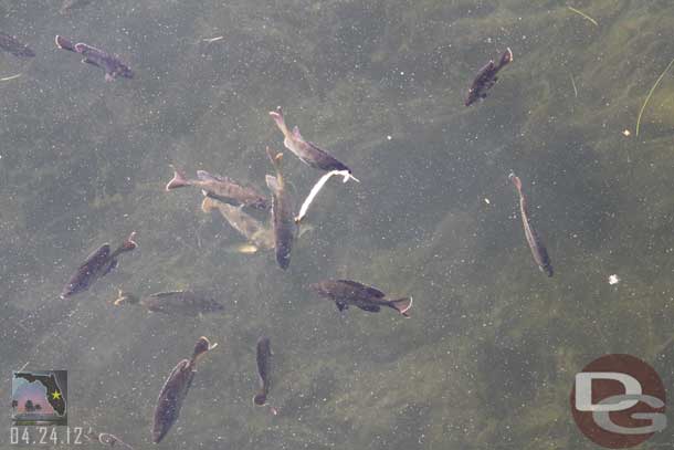 While waiting for the boat to arrive watched the fish, the water was really clear and still today.