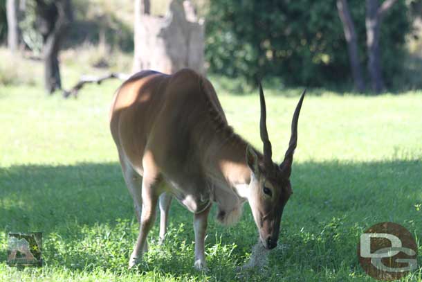 Some Safari pictures.