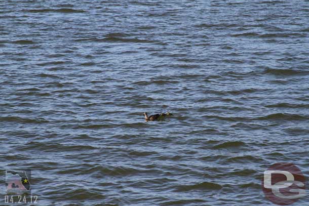 A family of ducks in our path.