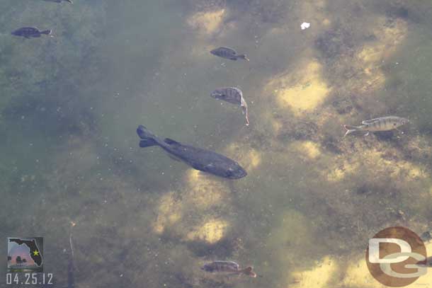 The water was really clear in the ponds around Future World.  Some good size fish too.