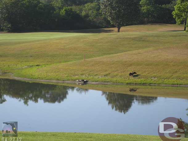 Started off the morning with a round of golf at Oak Trail.  As we were walking down the fairway on number 7 noticed this alligator on the opposite shore, so along the number 5 fairway.