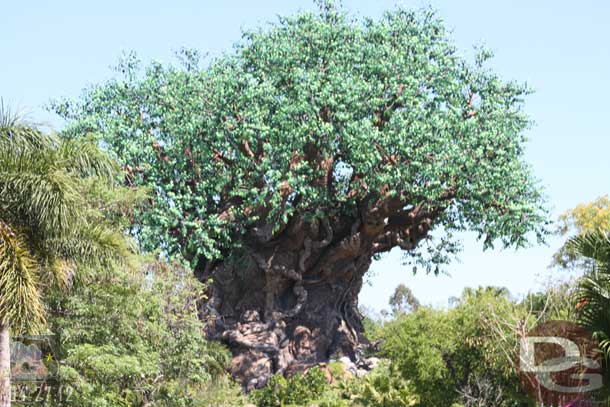 A random Tree of Life shot.  The trails and Tough to Be a Bug were still closed.