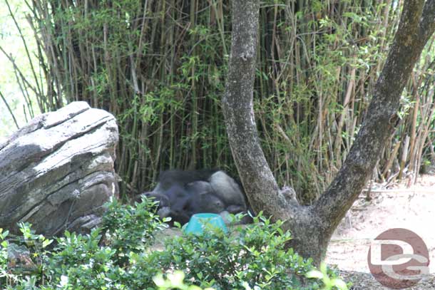 Not much activity in the gorilla area.