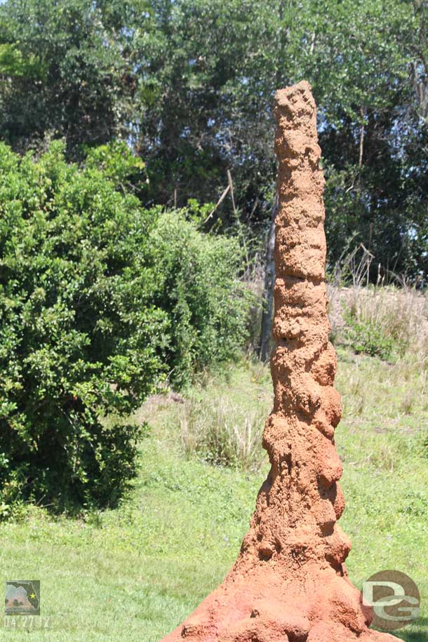 The termite mounds really looked brown today, like they had been worked on recently.