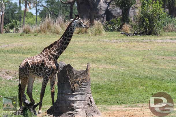 Some random animal shots from my Safari.