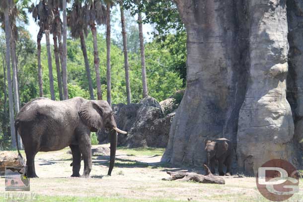 The youngest elephant was extremely active this trip.  He (I believe it is a boy) was chasing birds around when we first pulled up.