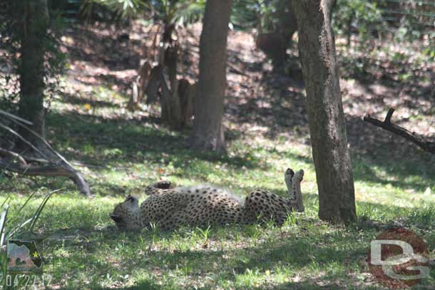 Moving along the cheetah was just laying around.