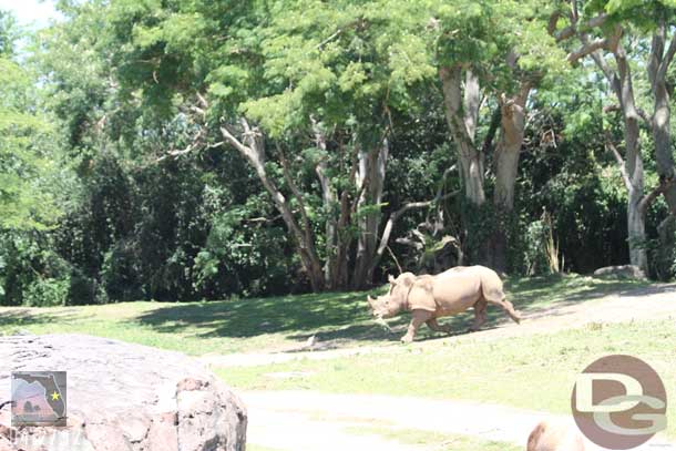 One of the white rhinos was on the move with some food.