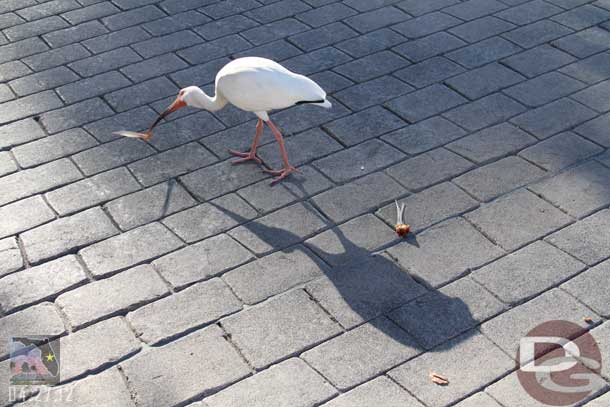 A bird wrestling with a piece of a turkey leg.