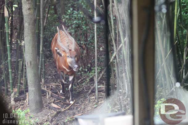 Walked right onto the Safari.