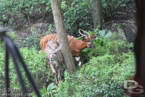 Plenty of animals near the trucks in the forest section this time through.