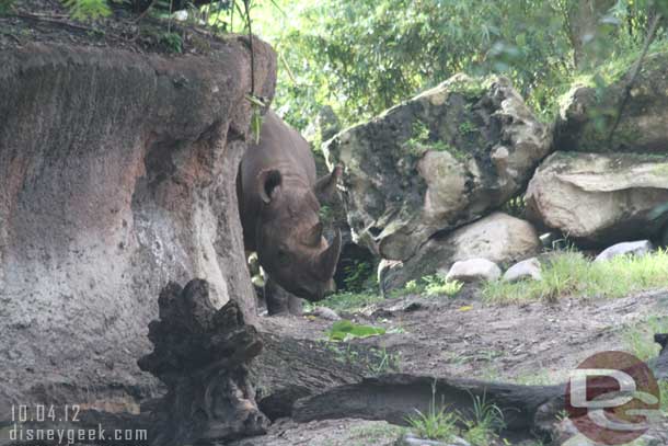 I liked this picture of the black rhino.