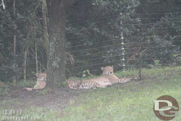 The cheetahs just laying around.