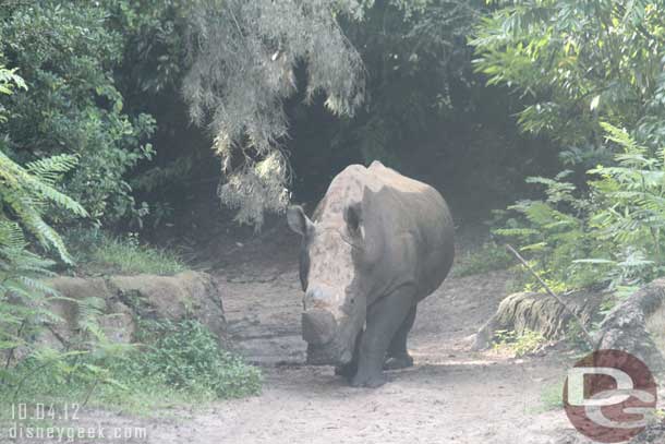 A white rhino making its way out.